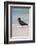 African (Black) Oystercatcher (Haematopus Moquini), De Hoop Nature Reserve, Western Cape, Africa-Ann & Steve Toon-Framed Photographic Print