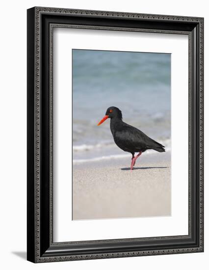 African (Black) Oystercatcher (Haematopus Moquini), De Hoop Nature Reserve, Western Cape, Africa-Ann & Steve Toon-Framed Photographic Print