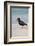 African (Black) Oystercatcher (Haematopus Moquini), De Hoop Nature Reserve, Western Cape, Africa-Ann & Steve Toon-Framed Photographic Print