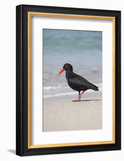 African (Black) Oystercatcher (Haematopus Moquini), De Hoop Nature Reserve, Western Cape, Africa-Ann & Steve Toon-Framed Photographic Print