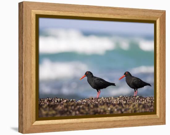 African Black Oystercatchers, De Hoop Nature Reserve, Western Cape, South Africa-Steve & Ann Toon-Framed Premier Image Canvas