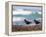 African Black Oystercatchers, De Hoop Nature Reserve, Western Cape, South Africa-Steve & Ann Toon-Framed Premier Image Canvas