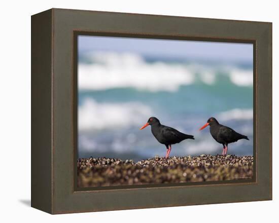 African Black Oystercatchers, De Hoop Nature Reserve, Western Cape, South Africa-Steve & Ann Toon-Framed Premier Image Canvas