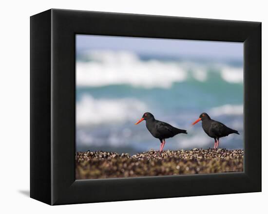 African Black Oystercatchers, De Hoop Nature Reserve, Western Cape, South Africa-Steve & Ann Toon-Framed Premier Image Canvas