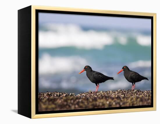 African Black Oystercatchers, De Hoop Nature Reserve, Western Cape, South Africa-Steve & Ann Toon-Framed Premier Image Canvas