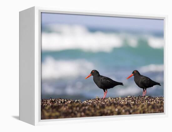 African Black Oystercatchers, De Hoop Nature Reserve, Western Cape, South Africa-Steve & Ann Toon-Framed Premier Image Canvas