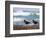 African Black Oystercatchers, De Hoop Nature Reserve, Western Cape, South Africa-Steve & Ann Toon-Framed Photographic Print
