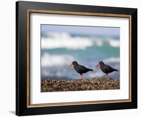 African Black Oystercatchers, De Hoop Nature Reserve, Western Cape, South Africa-Steve & Ann Toon-Framed Photographic Print