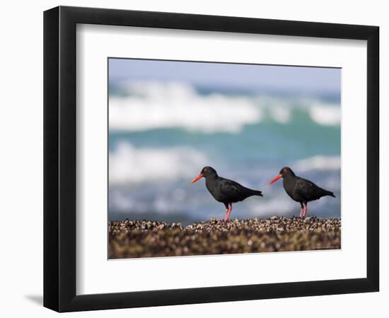 African Black Oystercatchers, De Hoop Nature Reserve, Western Cape, South Africa-Steve & Ann Toon-Framed Photographic Print