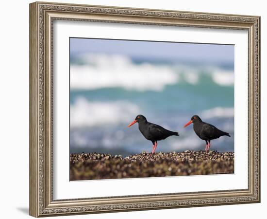 African Black Oystercatchers, De Hoop Nature Reserve, Western Cape, South Africa-Steve & Ann Toon-Framed Photographic Print