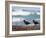 African Black Oystercatchers, De Hoop Nature Reserve, Western Cape, South Africa-Steve & Ann Toon-Framed Photographic Print