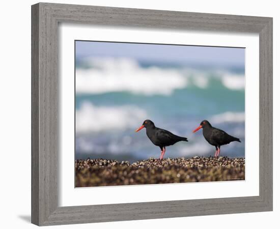 African Black Oystercatchers, De Hoop Nature Reserve, Western Cape, South Africa-Steve & Ann Toon-Framed Photographic Print