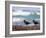 African Black Oystercatchers, De Hoop Nature Reserve, Western Cape, South Africa-Steve & Ann Toon-Framed Photographic Print