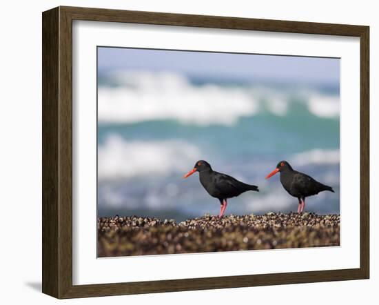 African Black Oystercatchers, De Hoop Nature Reserve, Western Cape, South Africa-Steve & Ann Toon-Framed Photographic Print