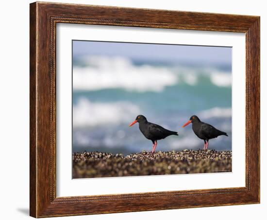 African Black Oystercatchers, De Hoop Nature Reserve, Western Cape, South Africa-Steve & Ann Toon-Framed Photographic Print