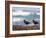 African Black Oystercatchers, De Hoop Nature Reserve, Western Cape, South Africa-Steve & Ann Toon-Framed Photographic Print