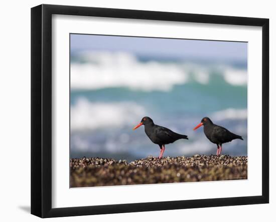 African Black Oystercatchers, De Hoop Nature Reserve, Western Cape, South Africa-Steve & Ann Toon-Framed Photographic Print