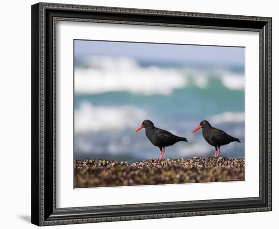 African Black Oystercatchers, De Hoop Nature Reserve, Western Cape, South Africa-Steve & Ann Toon-Framed Photographic Print