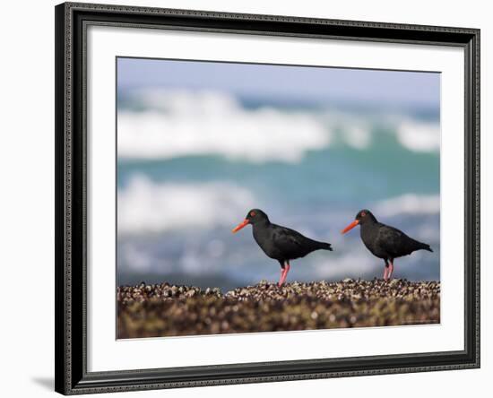 African Black Oystercatchers, De Hoop Nature Reserve, Western Cape, South Africa-Steve & Ann Toon-Framed Photographic Print