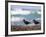 African Black Oystercatchers, De Hoop Nature Reserve, Western Cape, South Africa-Steve & Ann Toon-Framed Photographic Print