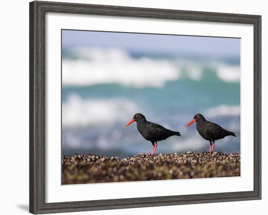 African Black Oystercatchers, De Hoop Nature Reserve, Western Cape, South Africa-Steve & Ann Toon-Framed Photographic Print