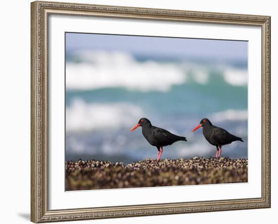 African Black Oystercatchers, De Hoop Nature Reserve, Western Cape, South Africa-Steve & Ann Toon-Framed Photographic Print