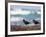 African Black Oystercatchers, De Hoop Nature Reserve, Western Cape, South Africa-Steve & Ann Toon-Framed Photographic Print