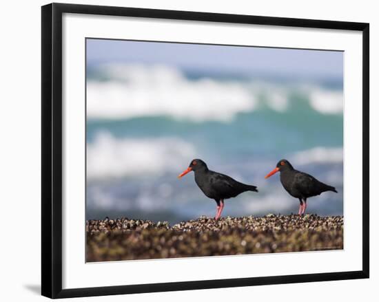 African Black Oystercatchers, De Hoop Nature Reserve, Western Cape, South Africa-Steve & Ann Toon-Framed Photographic Print