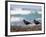 African Black Oystercatchers, De Hoop Nature Reserve, Western Cape, South Africa-Steve & Ann Toon-Framed Photographic Print