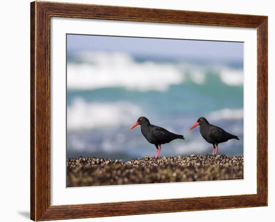 African Black Oystercatchers, De Hoop Nature Reserve, Western Cape, South Africa-Steve & Ann Toon-Framed Photographic Print