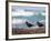 African Black Oystercatchers, De Hoop Nature Reserve, Western Cape, South Africa-Steve & Ann Toon-Framed Photographic Print