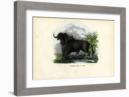 African Buffalo, 1863-79-Raimundo Petraroja-Framed Giclee Print