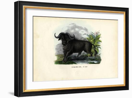 African Buffalo, 1863-79-Raimundo Petraroja-Framed Giclee Print