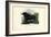 African Buffalo, 1863-79-Raimundo Petraroja-Framed Giclee Print