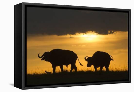 African Buffalo at Sunset-Joe McDonald-Framed Premier Image Canvas