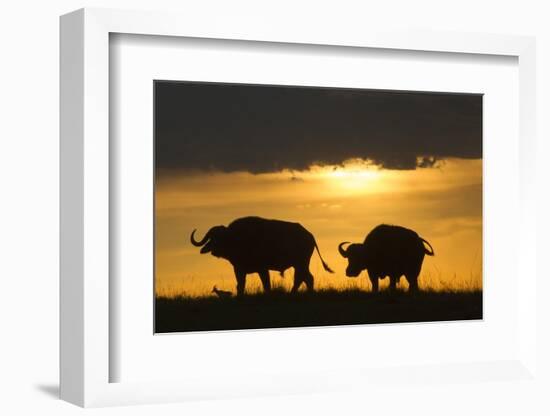 African Buffalo at Sunset-Joe McDonald-Framed Photographic Print