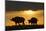 African Buffalo at Sunset-Joe McDonald-Mounted Photographic Print