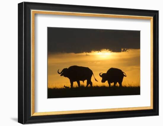 African Buffalo at Sunset-Joe McDonald-Framed Photographic Print