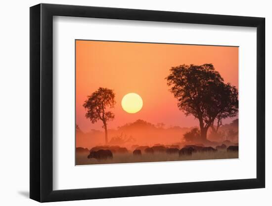 African buffalo (Cape Buffalo) (Syncerus caffer) at sunset, Okavango Delta, Botswana-Gary Cook-Framed Photographic Print