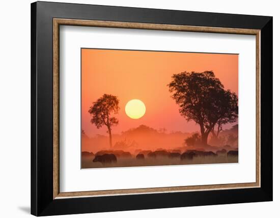 African buffalo (Cape Buffalo) (Syncerus caffer) at sunset, Okavango Delta, Botswana-Gary Cook-Framed Photographic Print