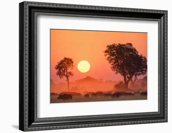 African buffalo (Cape Buffalo) (Syncerus caffer) at sunset, Okavango Delta, Botswana-Gary Cook-Framed Photographic Print