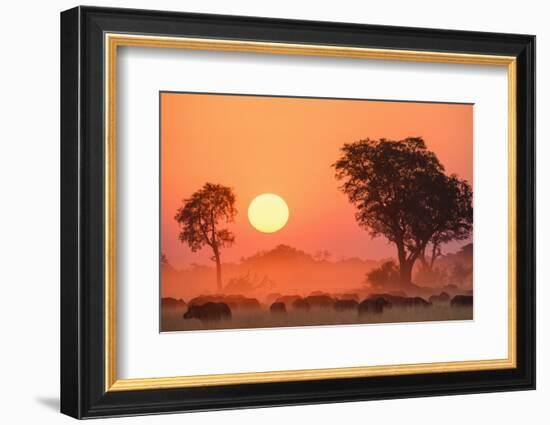 African buffalo (Cape Buffalo) (Syncerus caffer) at sunset, Okavango Delta, Botswana-Gary Cook-Framed Photographic Print