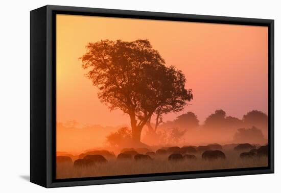 African buffalo (Cape Buffalo) (Syncerus caffer) at sunset, Okavango Delta, Botswana-Gary Cook-Framed Premier Image Canvas