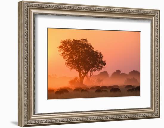 African buffalo (Cape Buffalo) (Syncerus caffer) at sunset, Okavango Delta, Botswana-Gary Cook-Framed Photographic Print