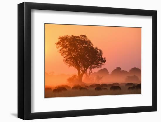 African buffalo (Cape Buffalo) (Syncerus caffer) at sunset, Okavango Delta, Botswana-Gary Cook-Framed Photographic Print