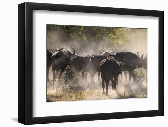 African buffalo (Cape Buffalo) (Syncerus caffer), Bushman Plains, Okavango Delta, Botswana-Gary Cook-Framed Photographic Print