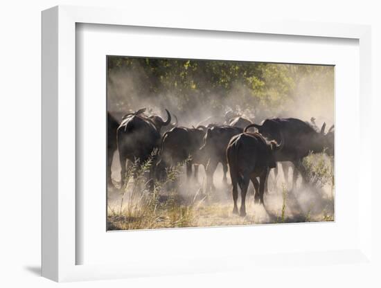 African buffalo (Cape Buffalo) (Syncerus caffer), Bushman Plains, Okavango Delta, Botswana-Gary Cook-Framed Photographic Print