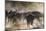 African buffalo (Cape Buffalo) (Syncerus caffer), Bushman Plains, Okavango Delta, Botswana-Gary Cook-Mounted Photographic Print