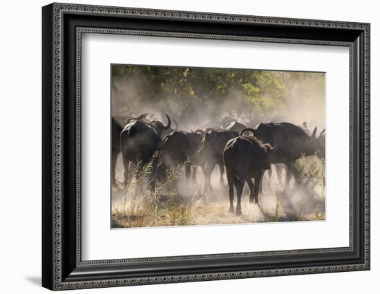 African buffalo (Cape Buffalo) (Syncerus caffer), Bushman Plains, Okavango Delta, Botswana-Gary Cook-Framed Photographic Print