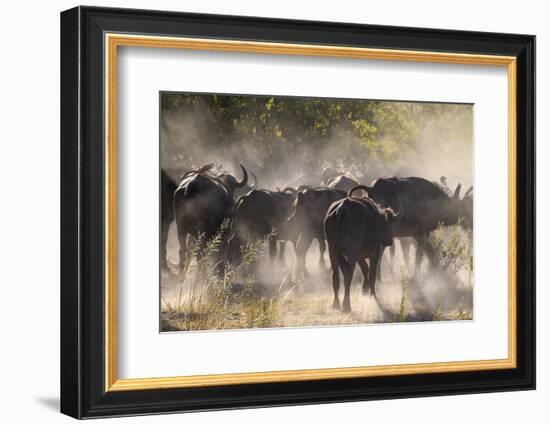 African buffalo (Cape Buffalo) (Syncerus caffer), Bushman Plains, Okavango Delta, Botswana-Gary Cook-Framed Photographic Print